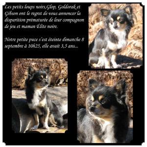 Elite annonce décés