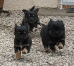 Portee 16 janv 12 (5)