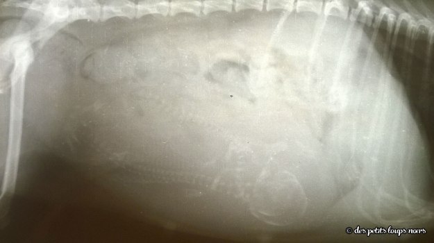 Dune_Coyotte-22-oct-14