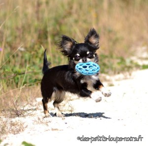 Icolli 2 - chihuahua1